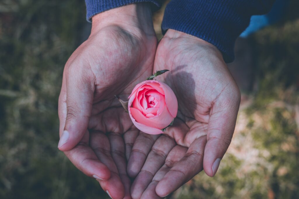 Eine Person hält eine rosa Rose in der Hand, um Spenden zu sammeln.